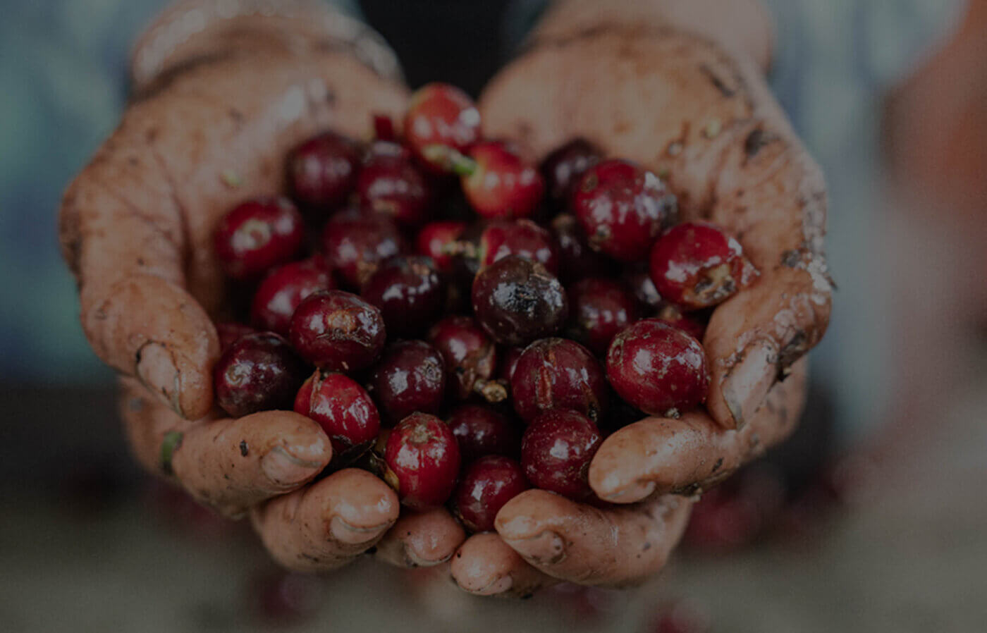 Farmers hands showing coffee beans